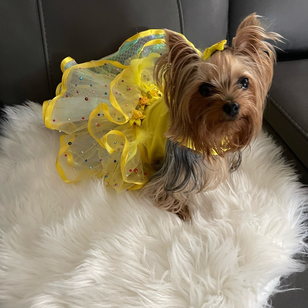 Yellow dress 15 girths NO THE DOG IS NOT FOR SALE 😂